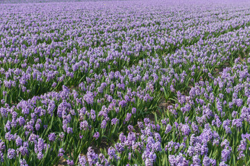  field of hyacinth