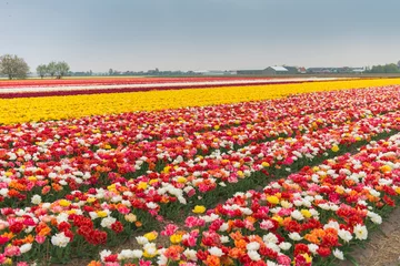 Photo sur Plexiglas Tulipe champ de tulipes