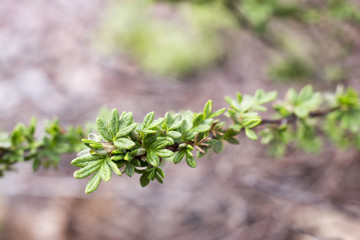 Young branches bush cinquefoil