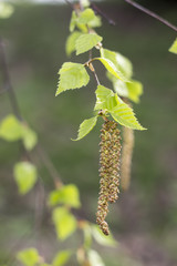 Birch bud in the spring sunlight