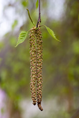 Birch bud in the spring sunlight