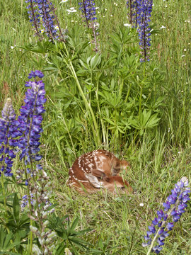 Fototapeta Fawn Framed by Purple Wildflowers