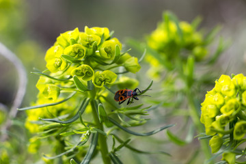 Organic Green ornamental cabbage