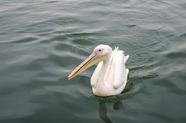 A great white pelican swimming  in Walvis Bay, Namibia.