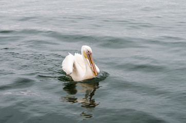 A great white pelican with caught fish in the beak, Walvis Bay, Namibia