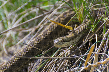 Hungarian meadow viper