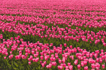 Fototapeta premium field of tulips