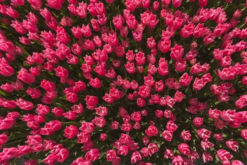 Fotobehang Tulp field of tulips