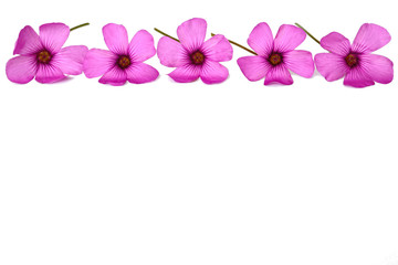 Background with floral border