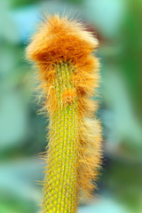 Cactus with red hair