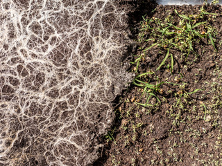 Wurzeln auf Pflanzteppich