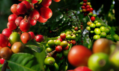 Harvest berries of coffee plantation.