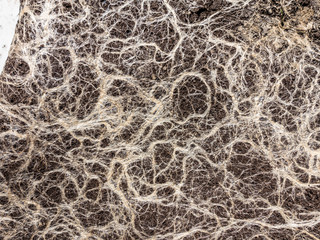 Wurzeln auf Pflanzteppich