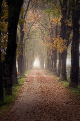 Spazieren durch den Nebel