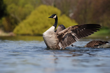 Canada Goose, Branta canadensis