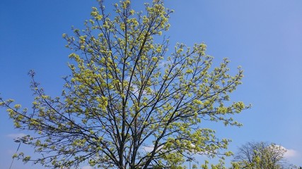 Austreibender Baum im Frühjahr