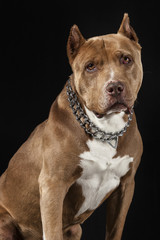American Pitbull Champion