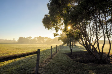 Foggy morning