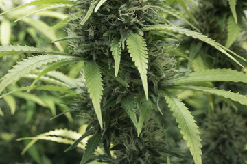  marihuana plants macro , cannabis flower closeup