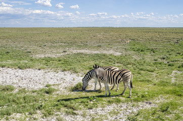 Fototapeta na wymiar Two plains zebras (Equus quagga) grazing with springboks in Etosha national park