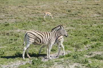 Zebra feeding its pup