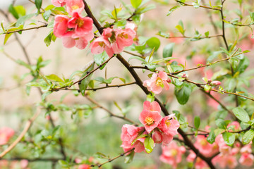Fototapeta na wymiar bright flowering wild rose