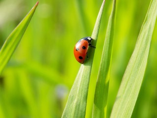 Ladybug on grass blade