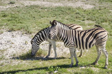 Fototapeta na wymiar Two plains zebras (Equus quagga) grazing in Etosha national park