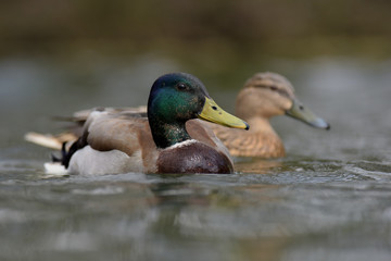 Mallard, Duck, Anas platyrhynchos