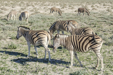 Fototapeta na wymiar Plains zebras (Equus quagga) grazing in Etosha national park