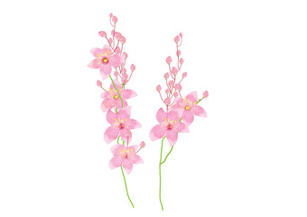 branch of pink flowers on white background