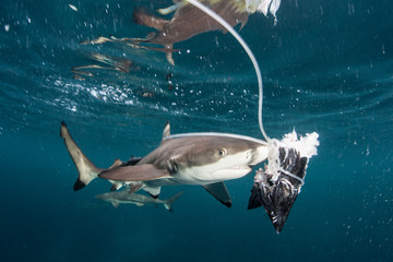Blacktip Reef Shark and Bait