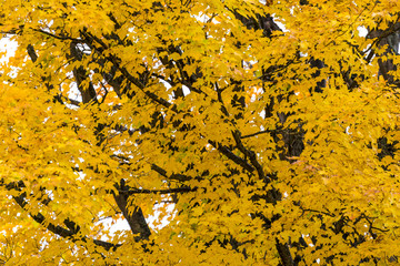 abstract view of colorful fall foliage