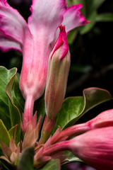 Fototapeta premium Flower
