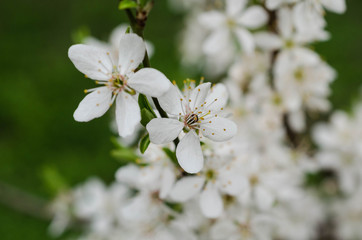 cherry blossom