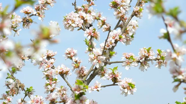 Bee attacked bumblebee.