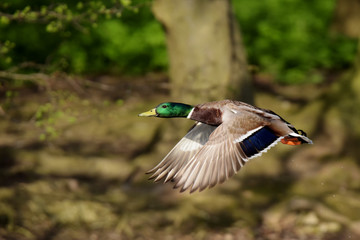 Mallard, Duck, Anas platyrhynchos