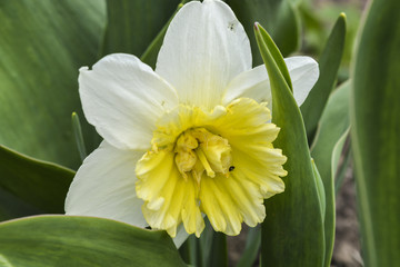 весенние цветы нарциссы расцвели