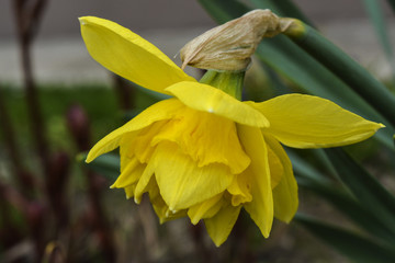 весенние цветы нарциссы расцвели