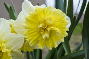 весенние цветы нарциссы расцвели