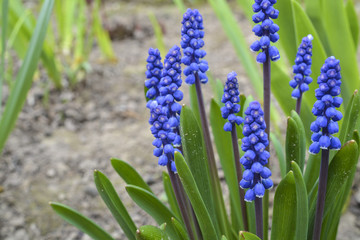 Красивые и нежные весенние голубые цветы