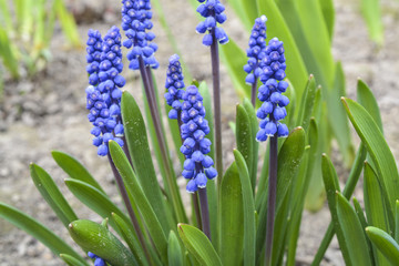 Красивые и нежные весенние голубые цветы