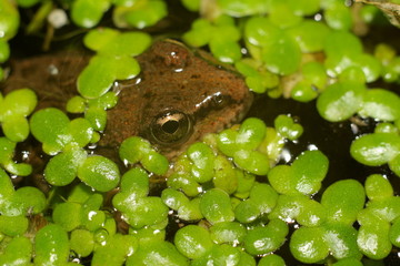 frog in water
