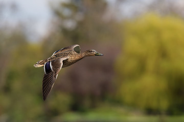 Mallard, Duck, Anas platyrhynchos