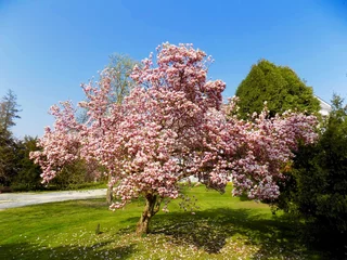 Zelfklevend Fotobehang Flowering magnolia tree in sky © majo1122331