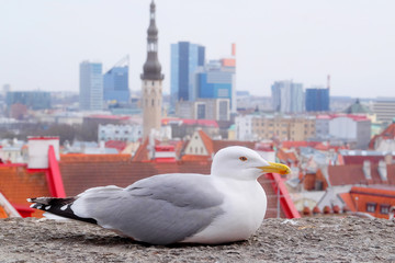sea-gull against the old city in Tallinn, Estonia