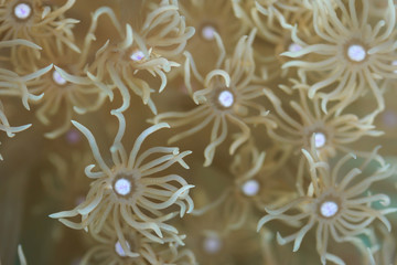 sea coral