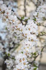 Flowers of the cherry blossoms in springtime
