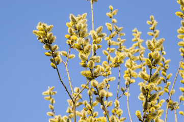 Flowering goat willow (Salix caprea) in spring
