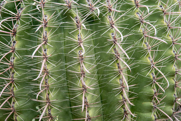 Thorns on a barrel cactus in the desert of southern Arizona